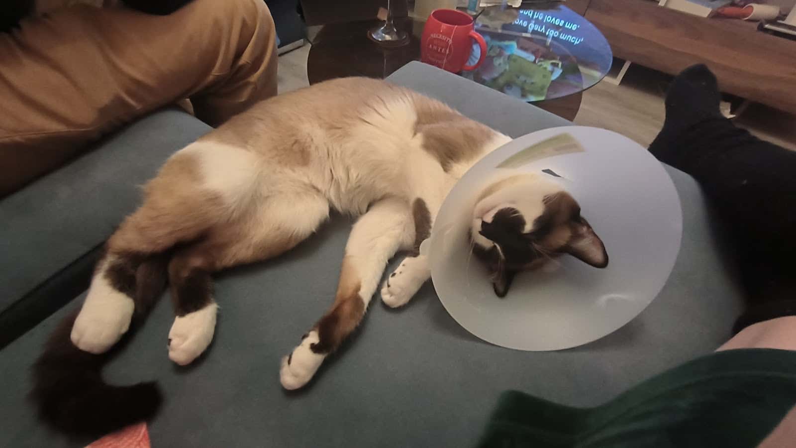 Clinica Veterinaria Alalpardo