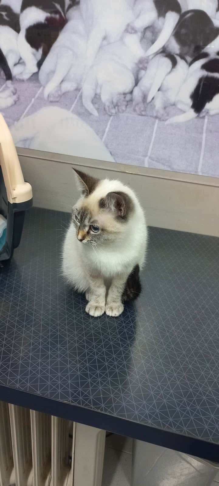 consultorio veterinario argos veterinario centro en buitrago del lozoya en madrid principalImage ADOPTA Sitios Pet Friendly