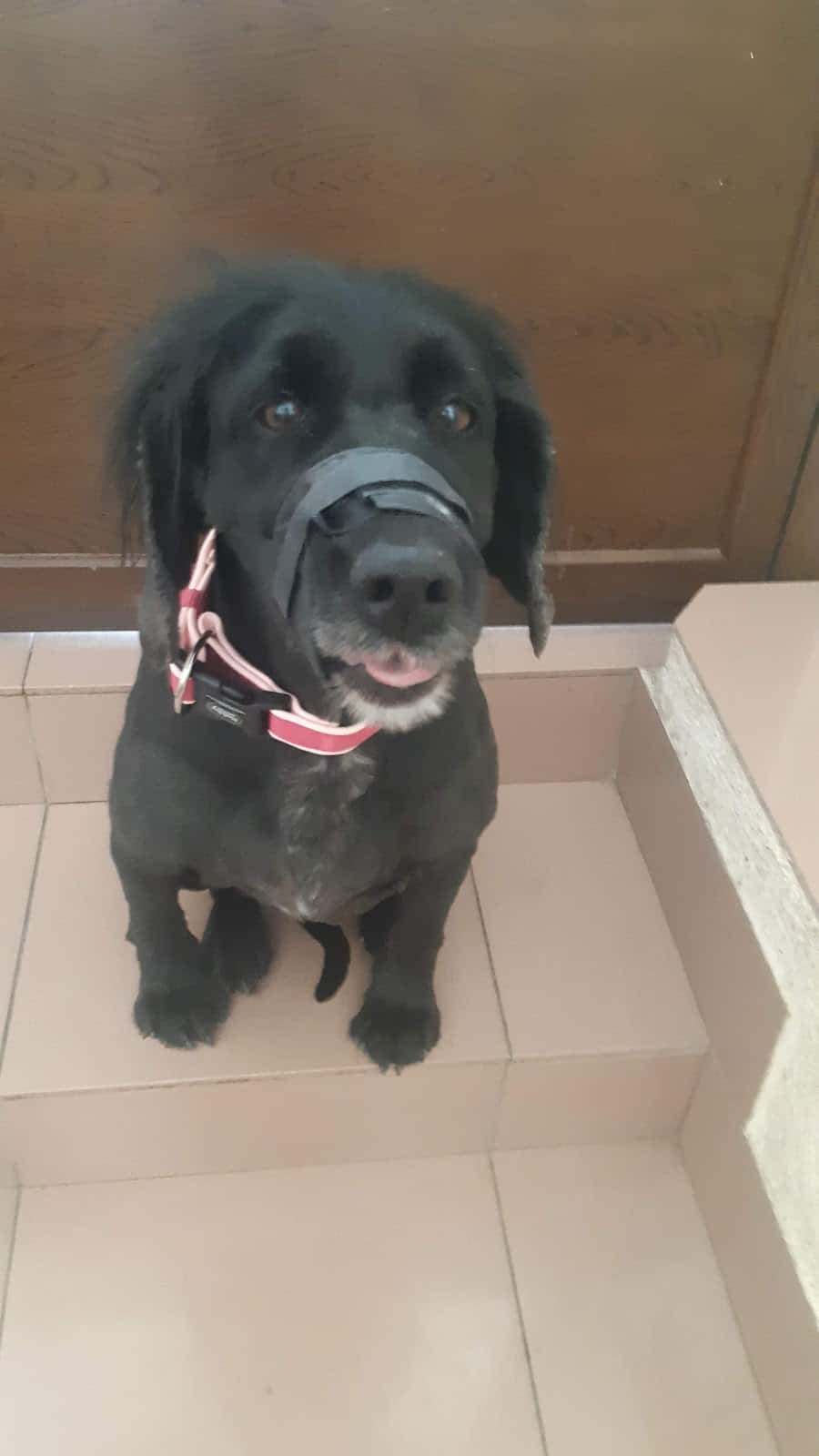 Clínica Veterinaria Andarrios