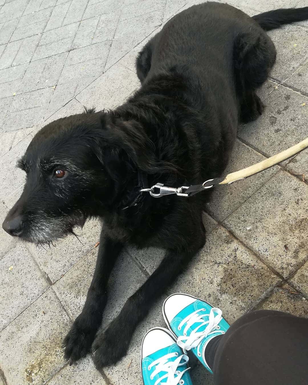 Clínica veterinaria Marañón
