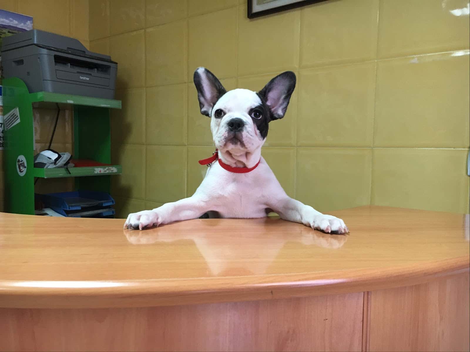 Veterinario El Deleite Aranjuez