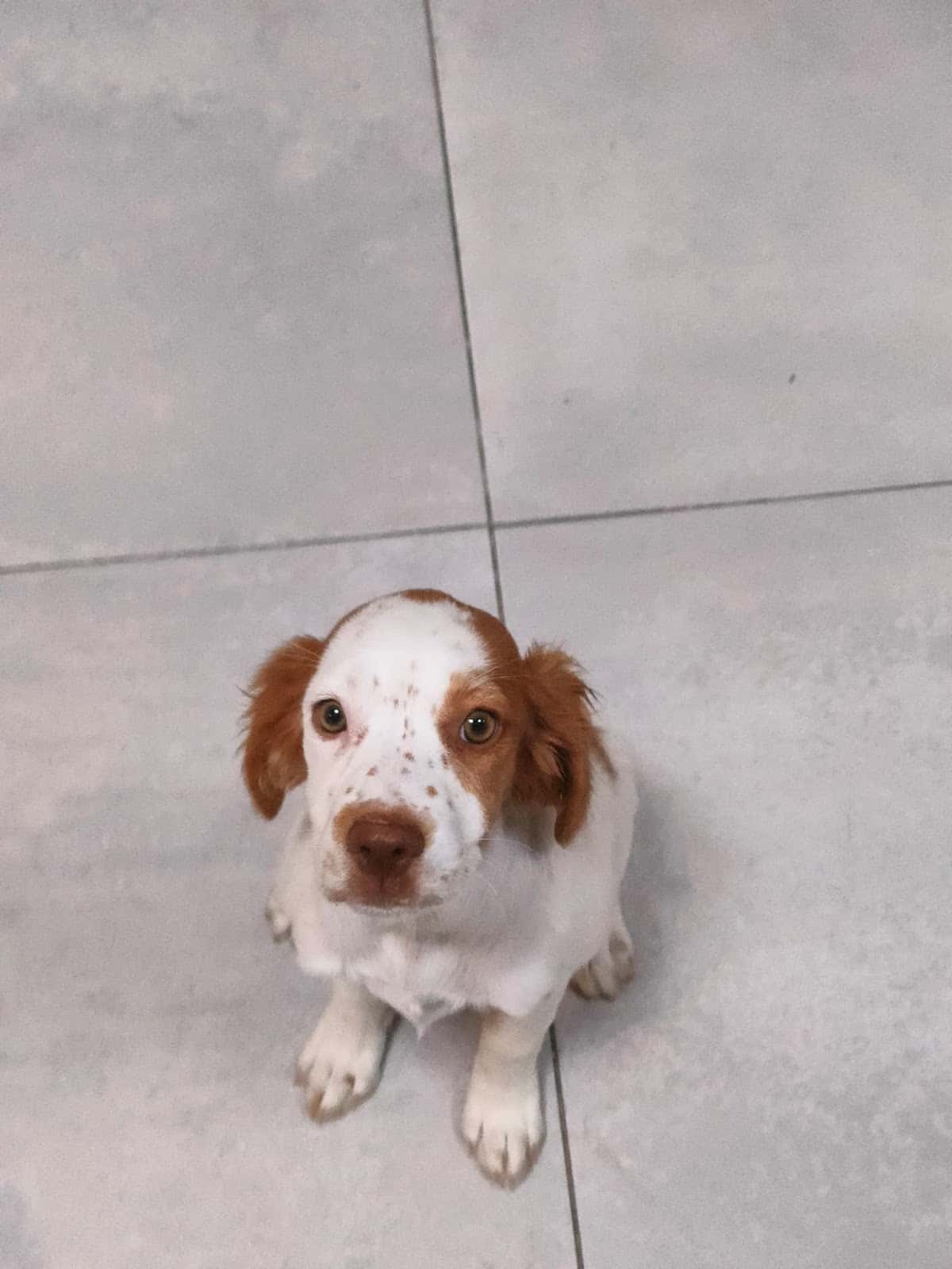 Veterinario El Deleite Aranjuez