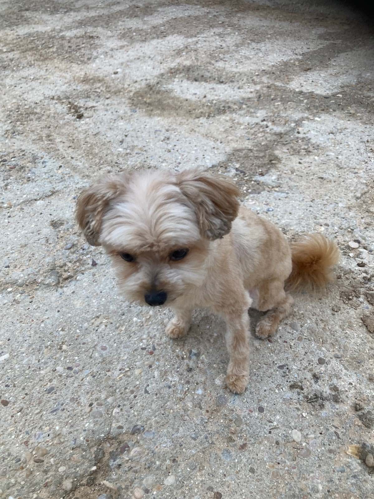Mizoo
