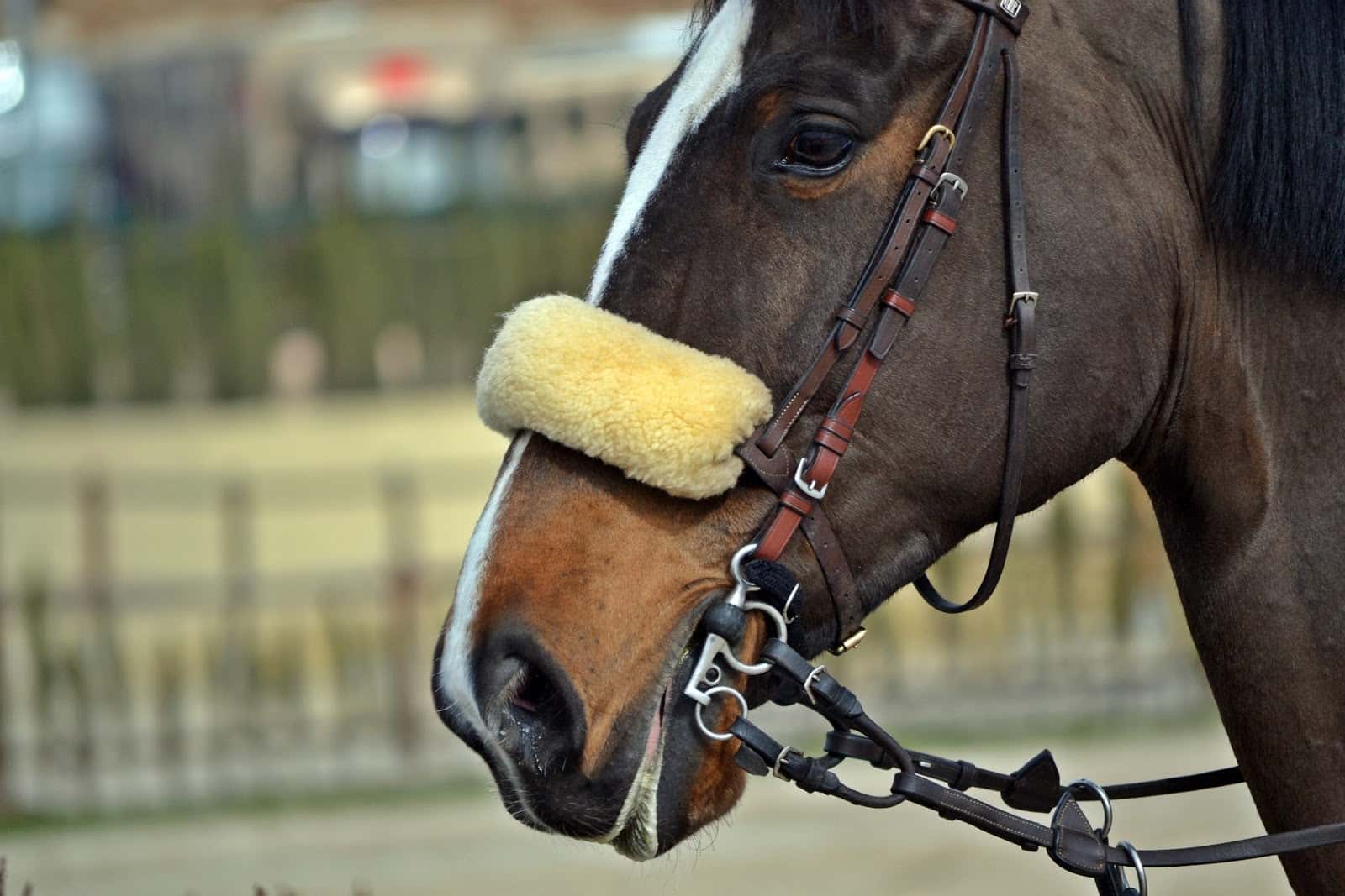 Clínica Equina La Sierra