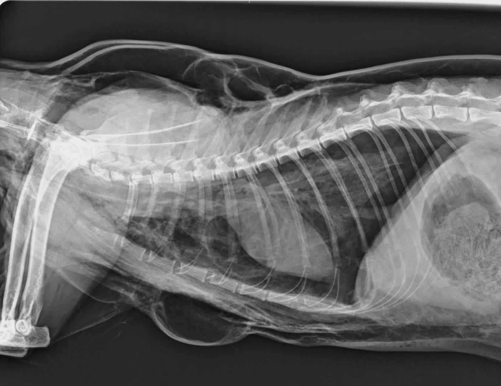 Hospital Veterinario Siglo XXI Boadilla del Monte