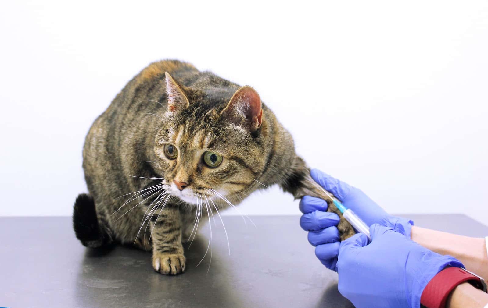 Hospital Veterinario Siglo XXI Boadilla del Monte