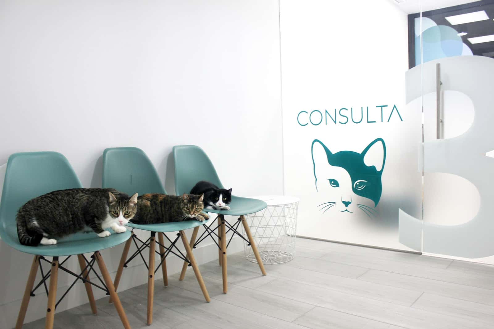 hospital veterinario siglo xxi boadilla del monte veterinario hospital en boadilla del monte en madrid principalImage ADOPTA Sitios Pet Friendly