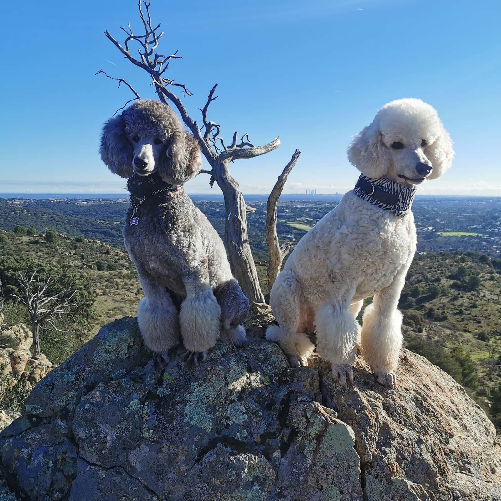 pulso animal veterinario centro en manzanares el real en madrid principalImage ADOPTA Sitios Pet Friendly