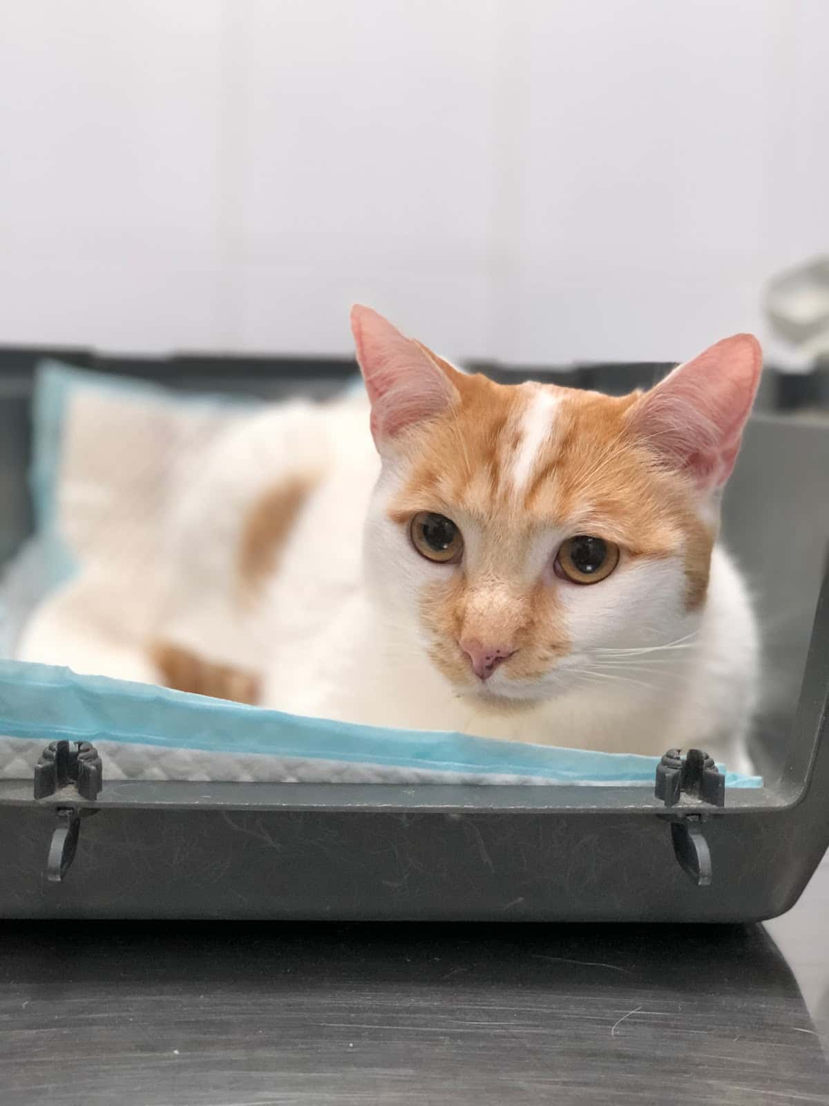 Clínica Veterinaria AyAVET