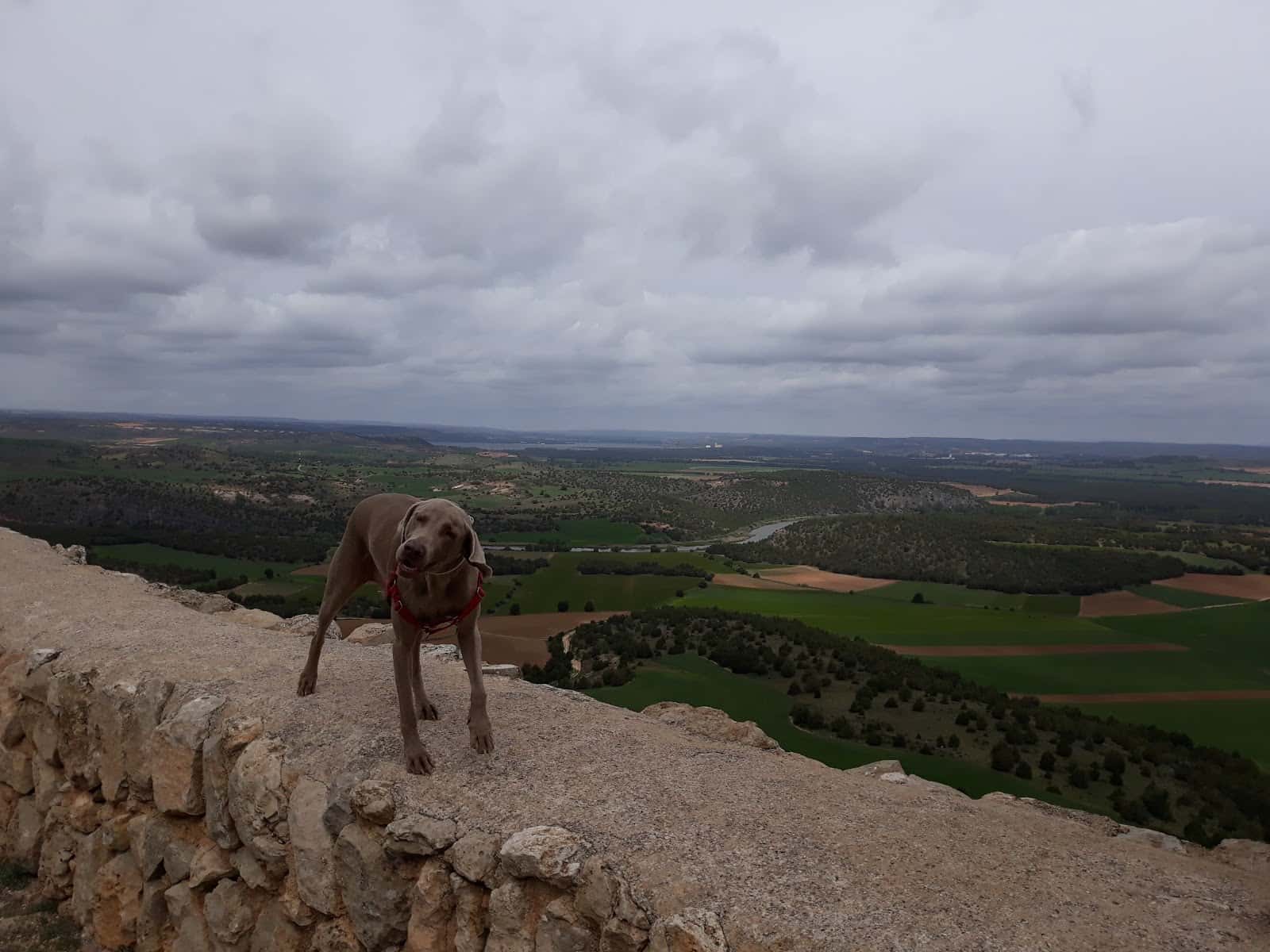Clínica Veterinaria AyAVET