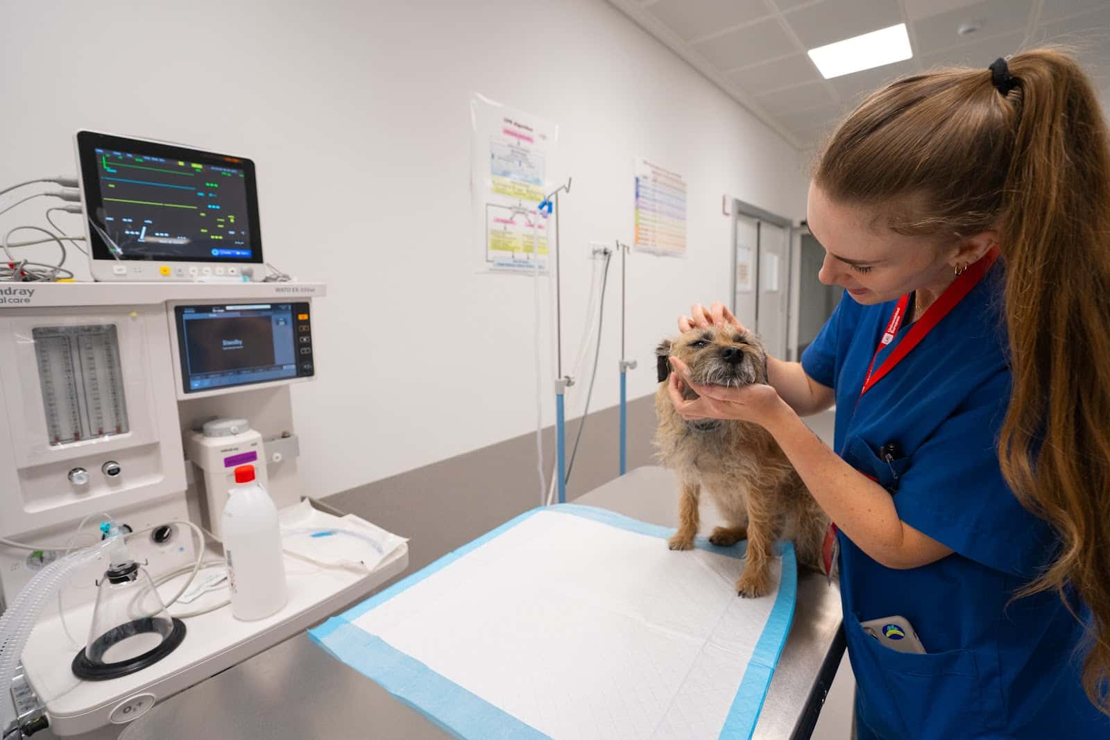 Hospital Clínico Veterinario - Universidad Europea