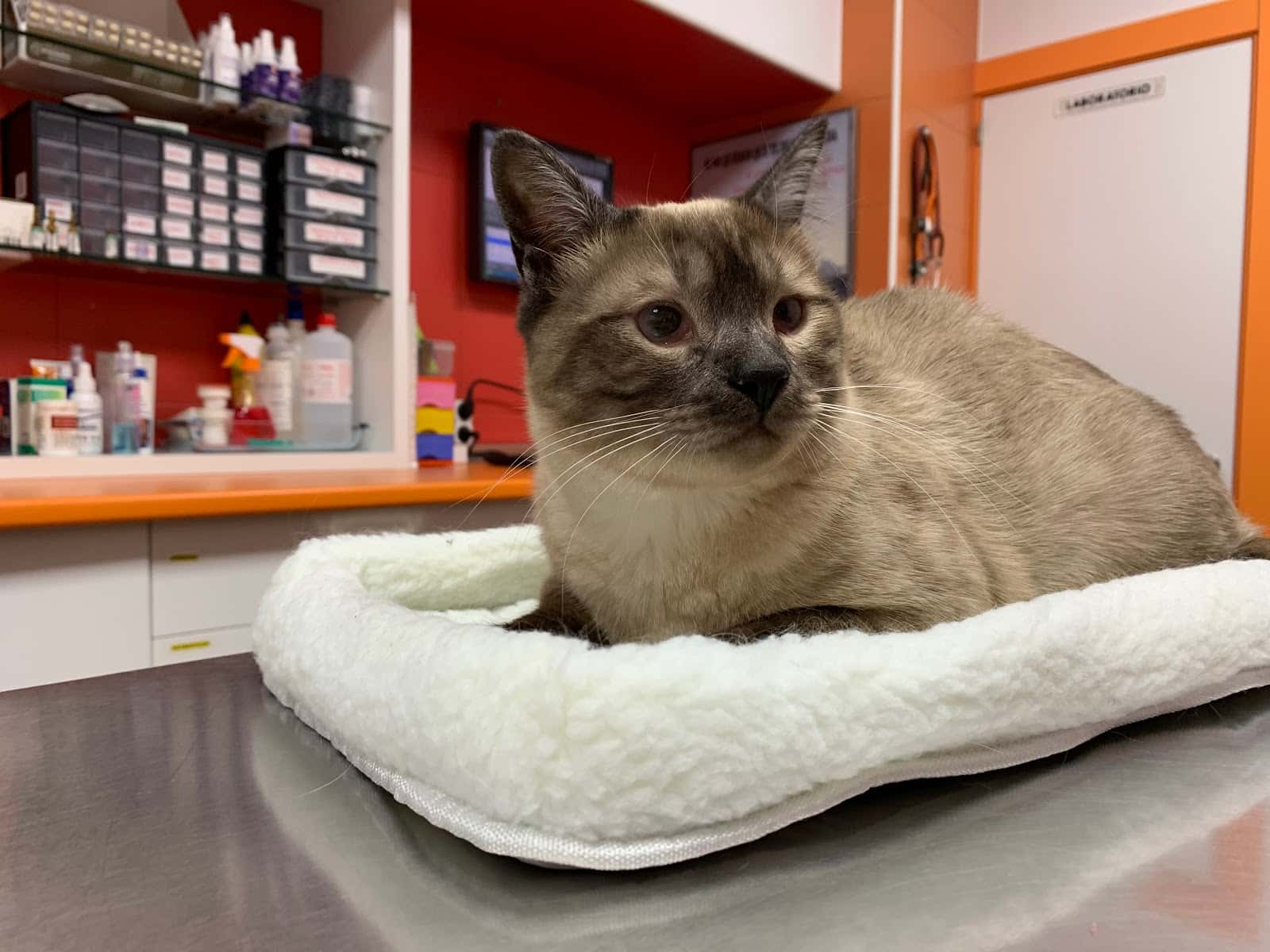 AniCura Estoril Clínica Veterinaria