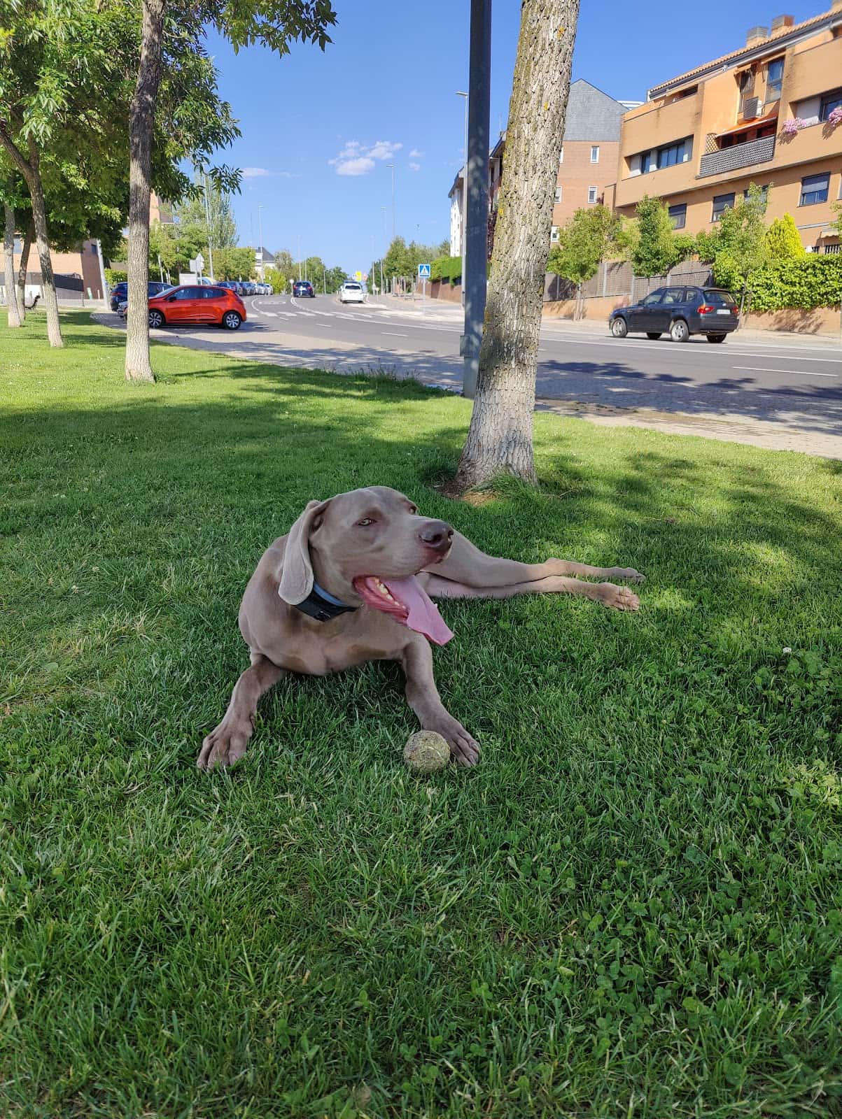 clinica veterinaria huellas de la sierra veterinario clinica en moralzarzal en madrid principalImage ADOPTA Sitios Pet Friendly