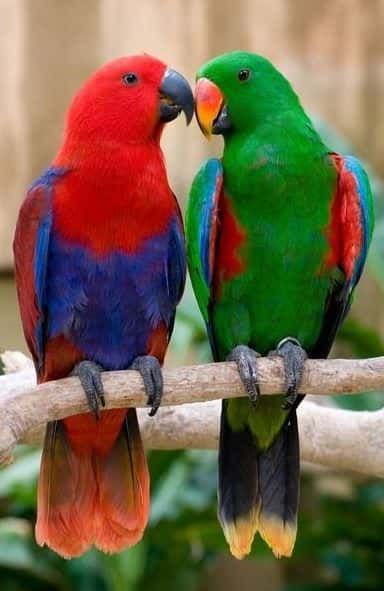 Hospital Veterinario Privet Villaviciosa