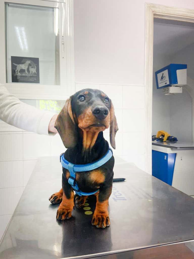 Jara Veterinarios