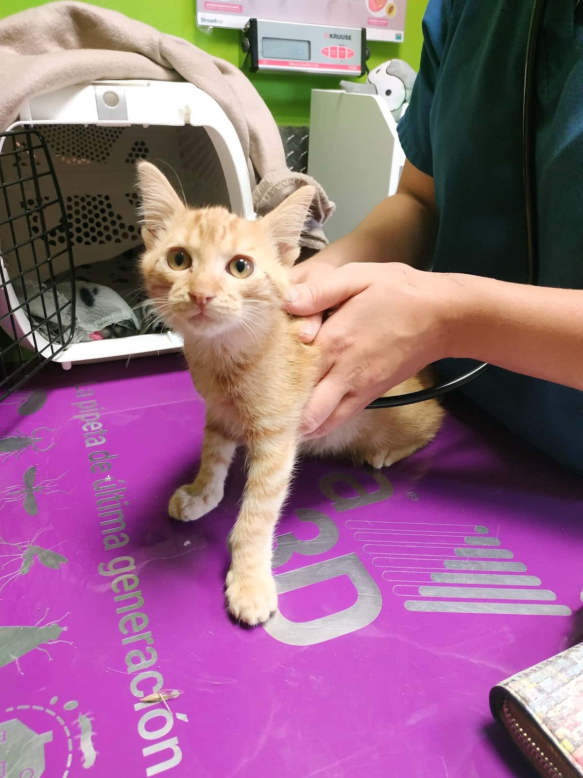 vetermascotas veterinario centro en bustarviejo en madrid principalImage ADOPTA Sitios Pet Friendly