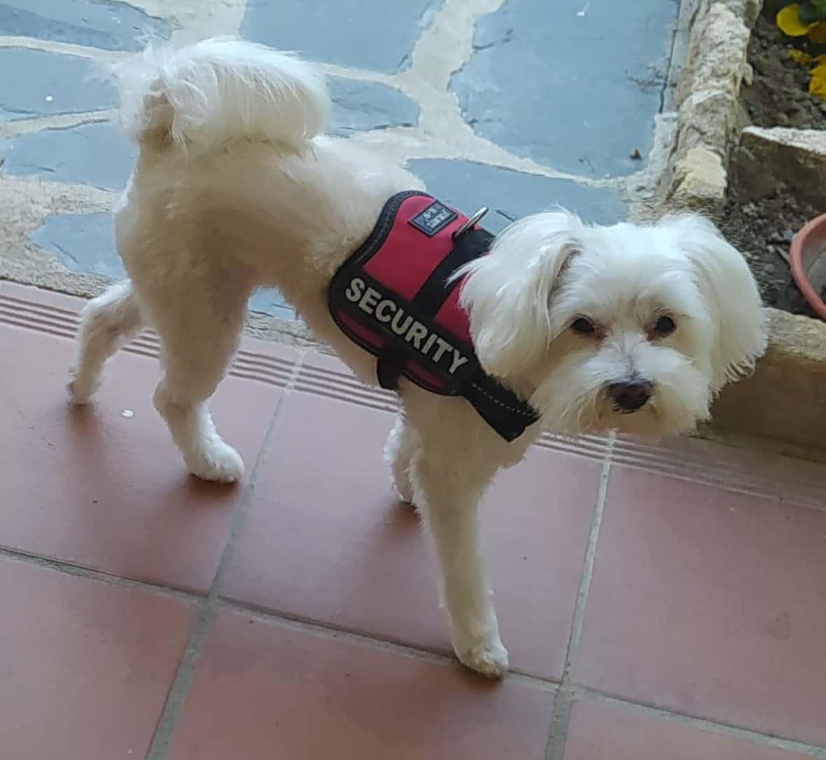 Centro Veterinario El Olfato