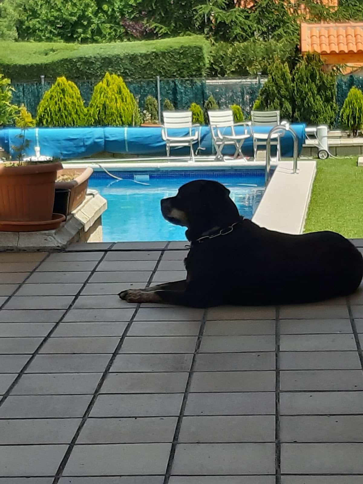 Clínica Veterinaria La Cruz Verde