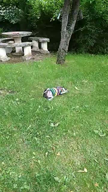 Clínica Veterinaria La Cruz Verde