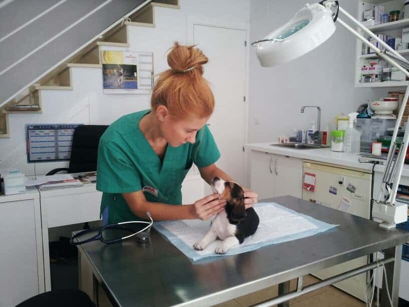 clinica veterinaria minipatitas veterinario clinica en estremera en madrid principalImage ADOPTA Sitios Pet Friendly