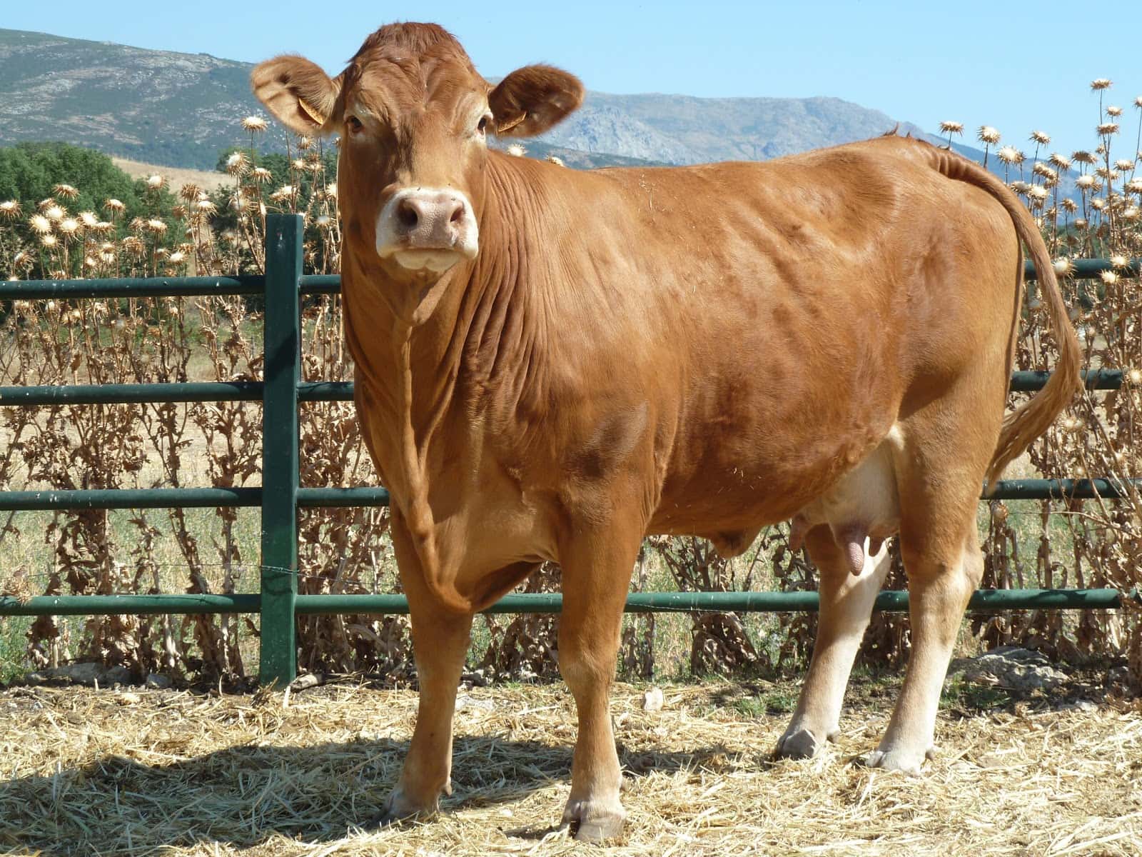 MONGE VETERINARIOS
