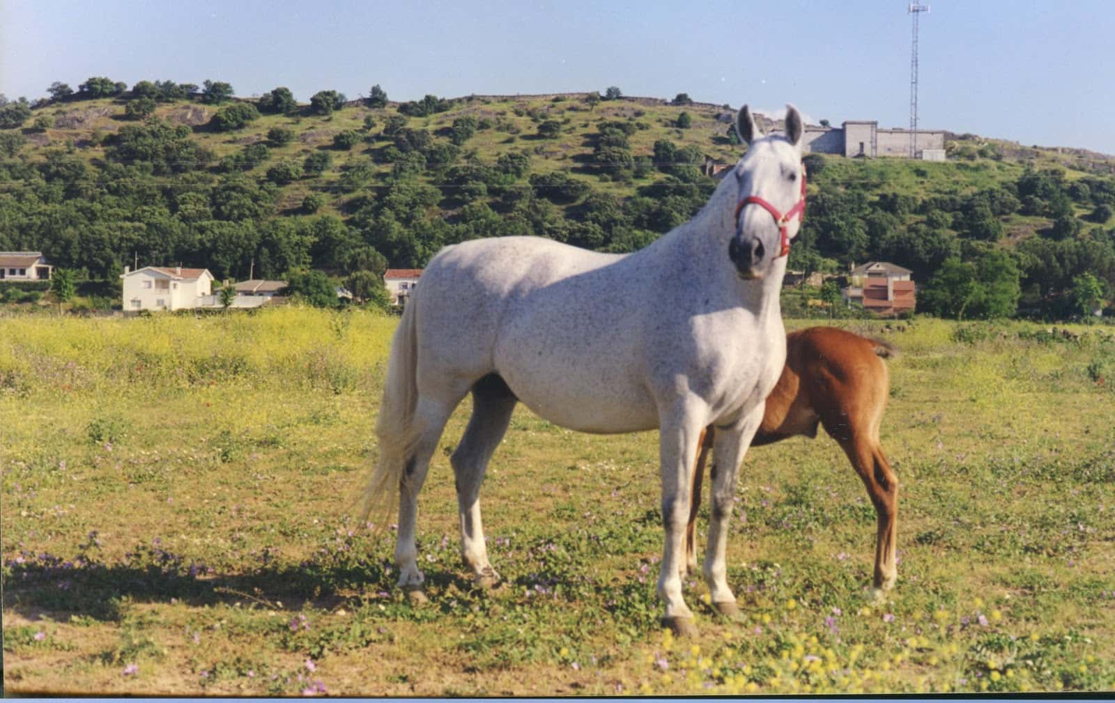 MONGE VETERINARIOS