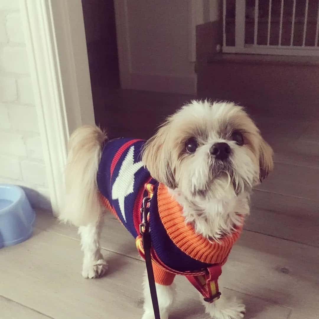 Clínica Veterinaria Huellas