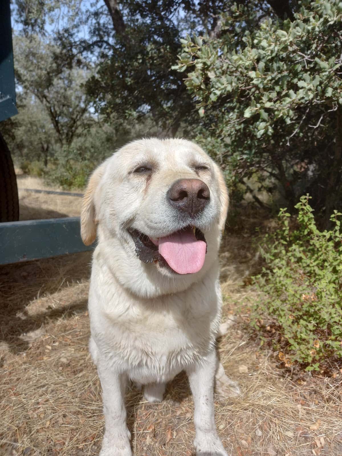 clinica veterinaria huellas veterinario clinica en navas del rey en madrid principalImage ADOPTA Sitios Pet Friendly