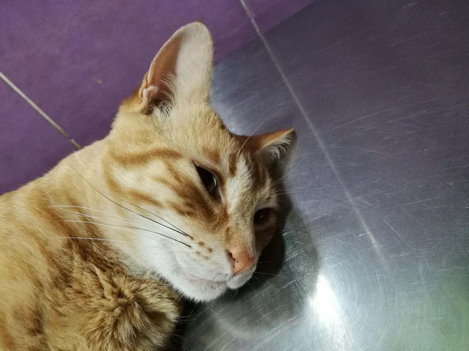 Clinica Veterinaria Campo Real