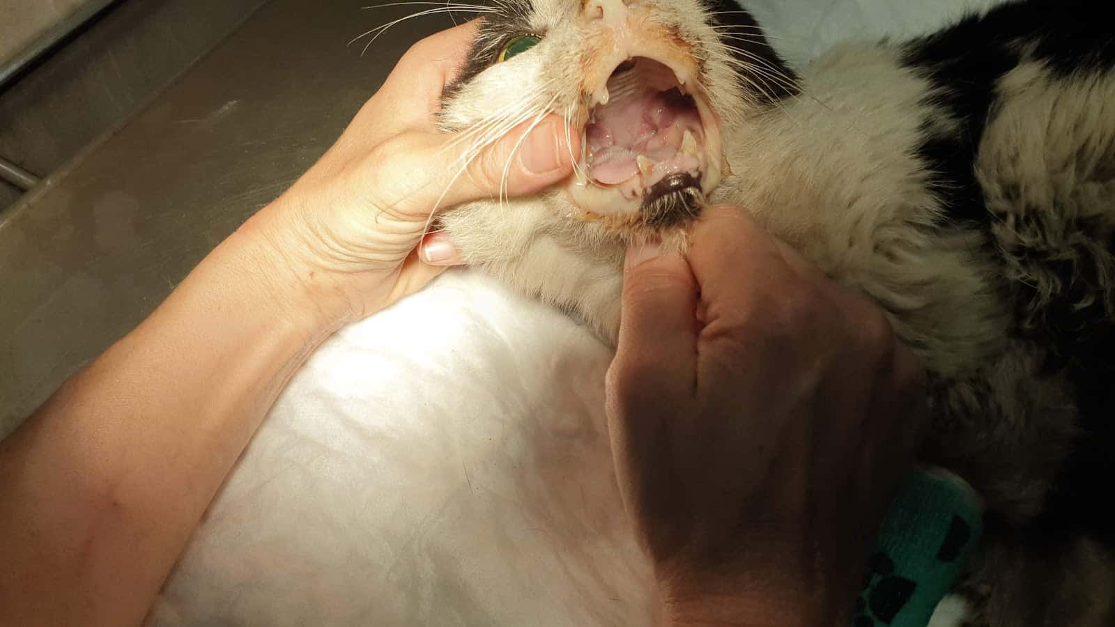 Centro Veterinario Los Villares De Arganda S.L.L.