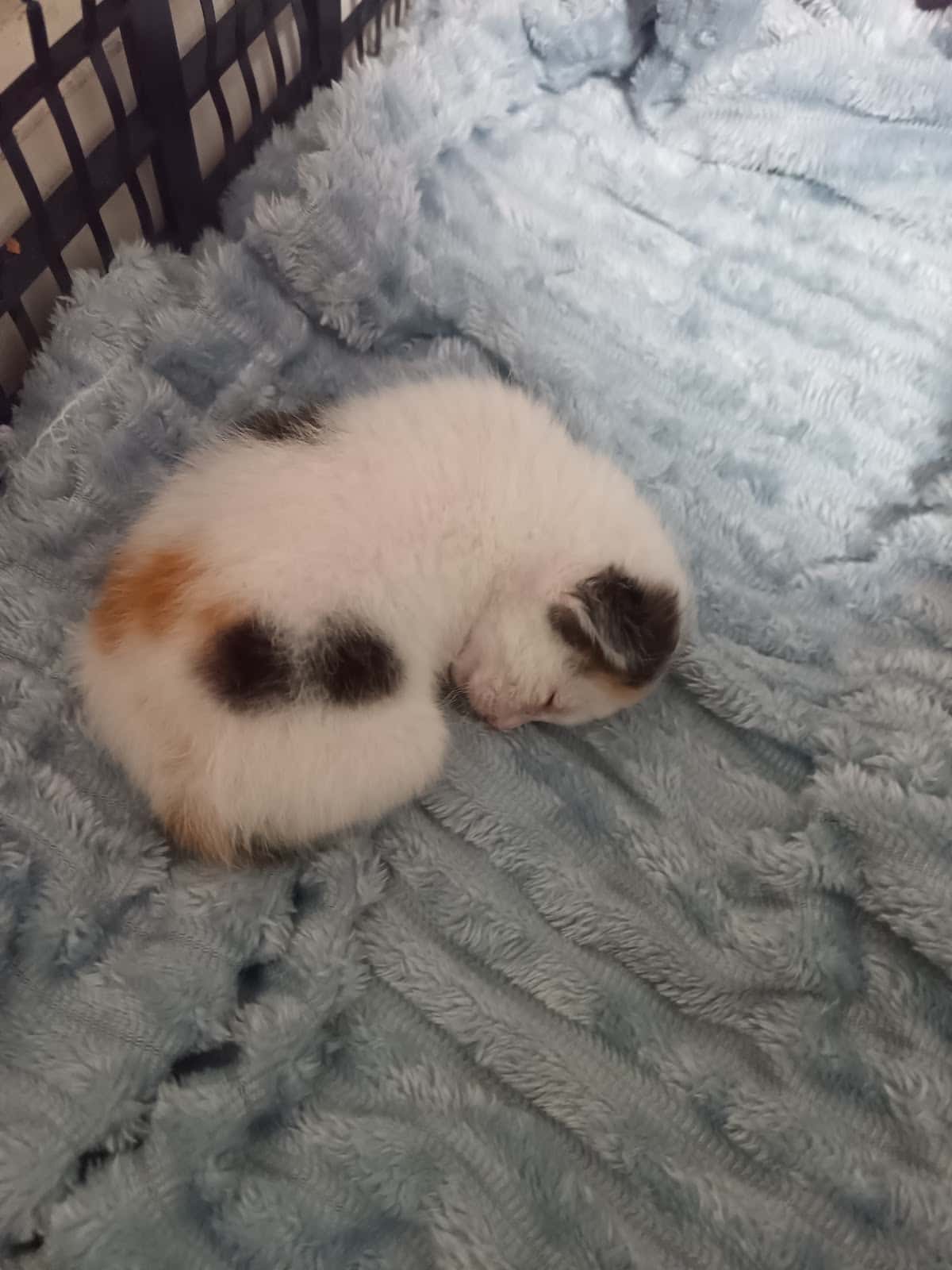 Clínica Veterinaria DRAMP