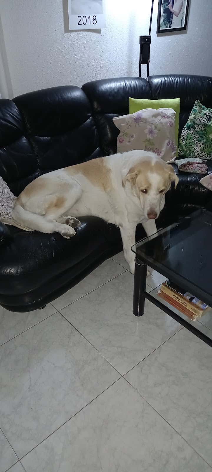 Clínica Veterinaria DRAMP