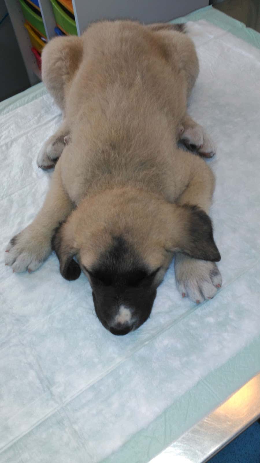 Clínica Veterinaria DRAMP