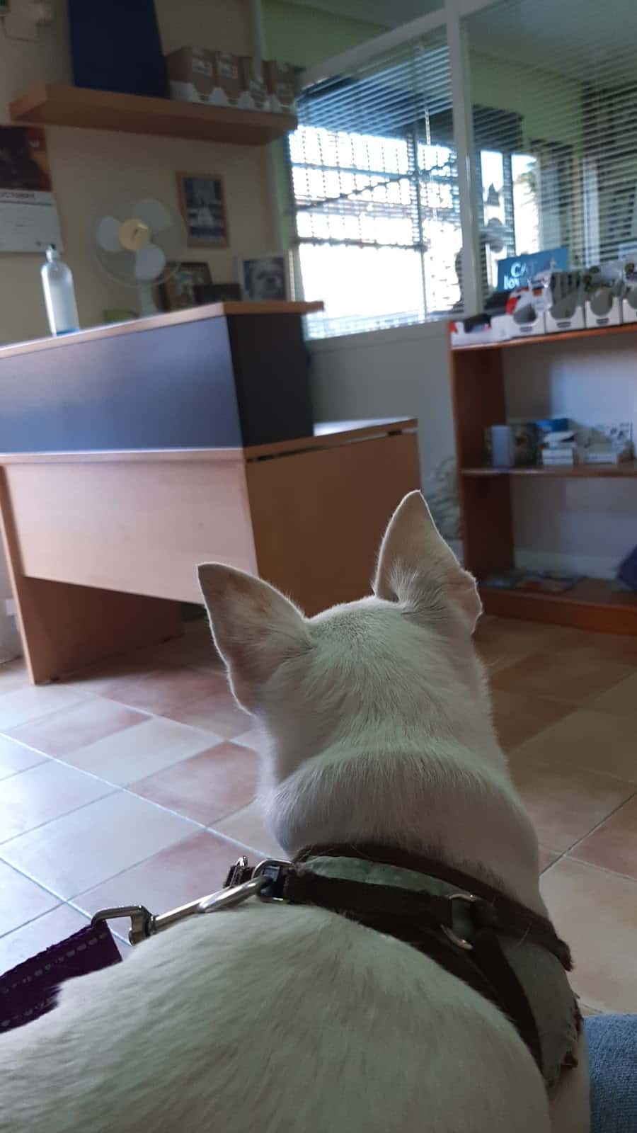 Centro Veterinario Ararat