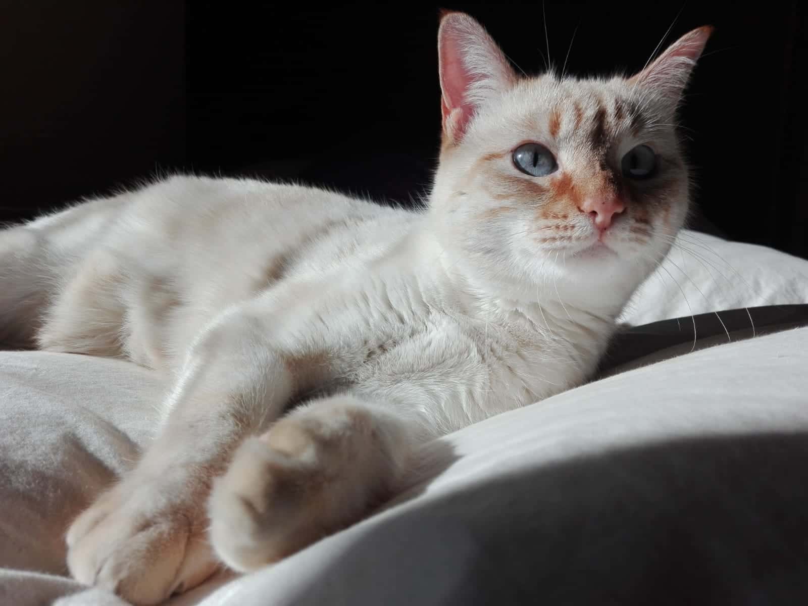 Clínica Veterinaria Velilla de San Antonio