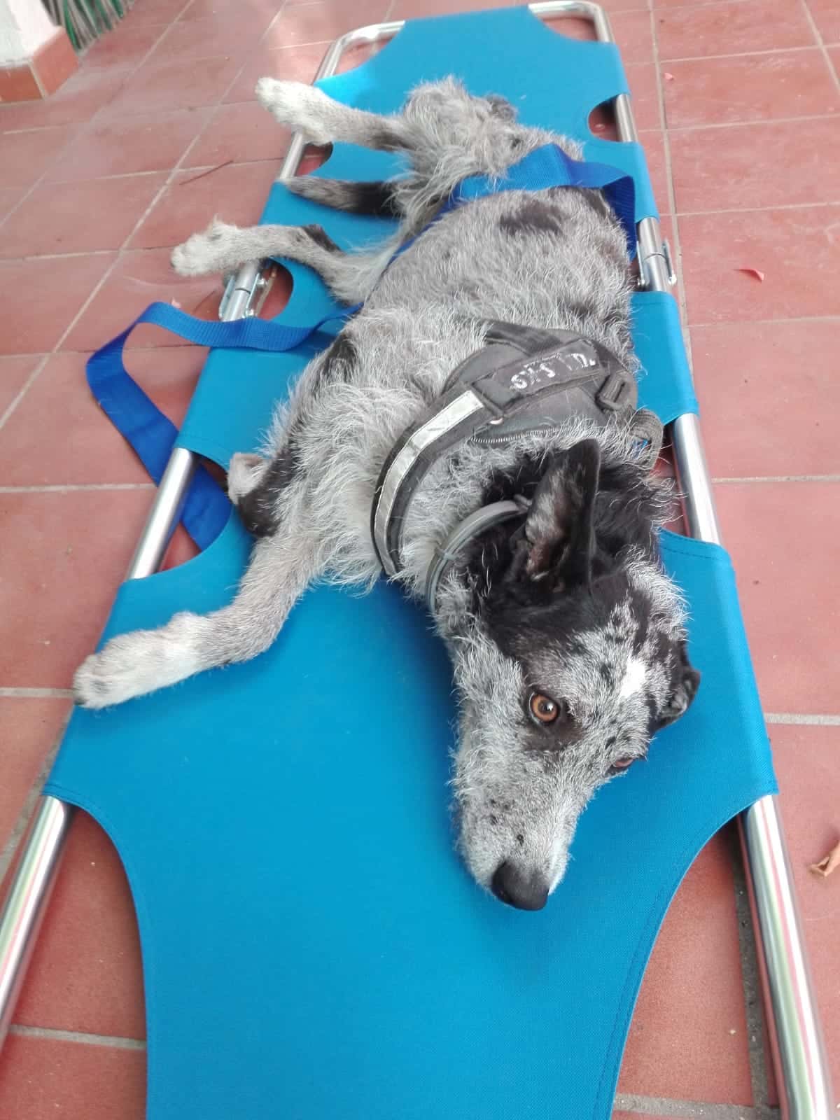 Clínica Veterinaria Velilla de San Antonio