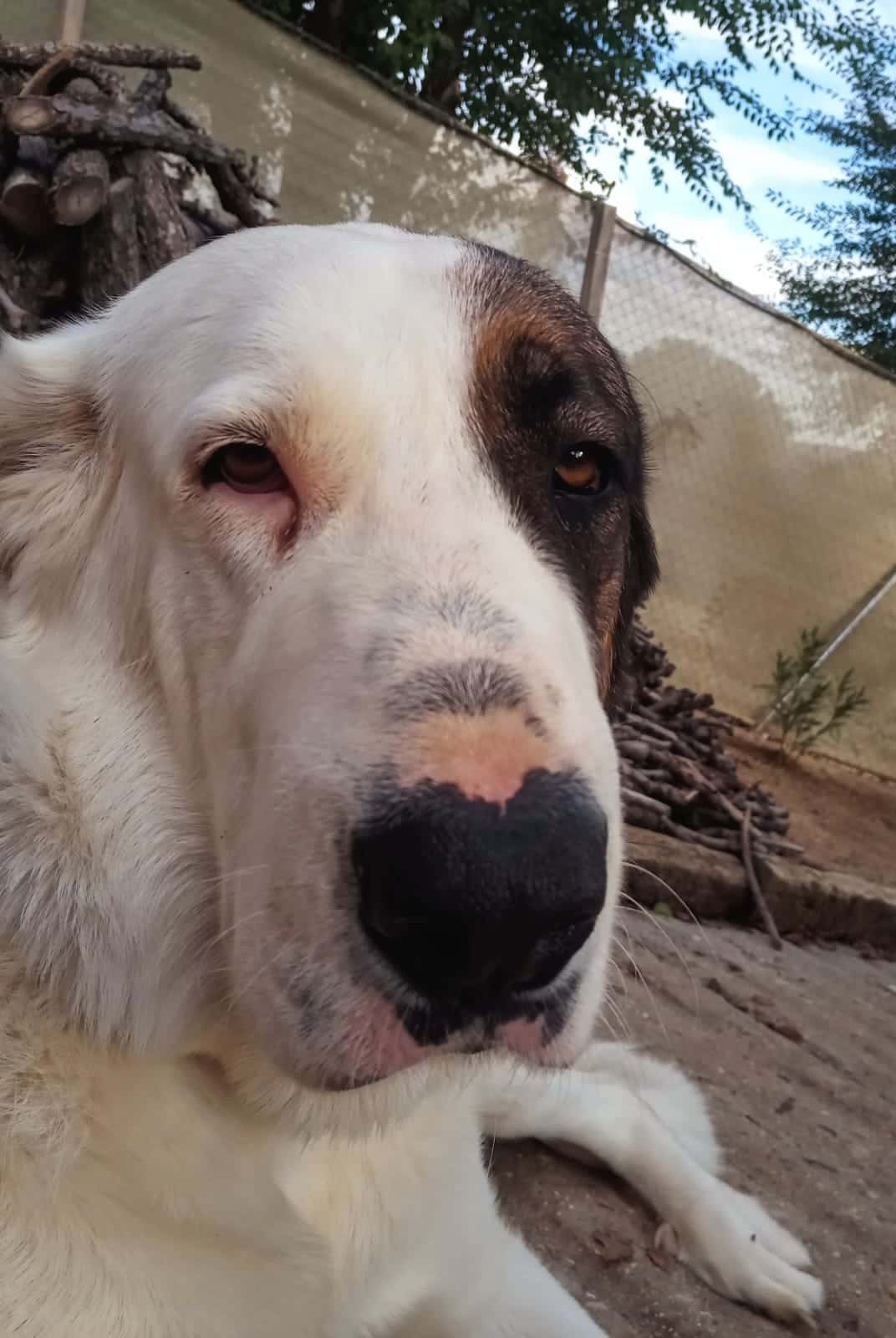 Centro Veterinario Simba S.L