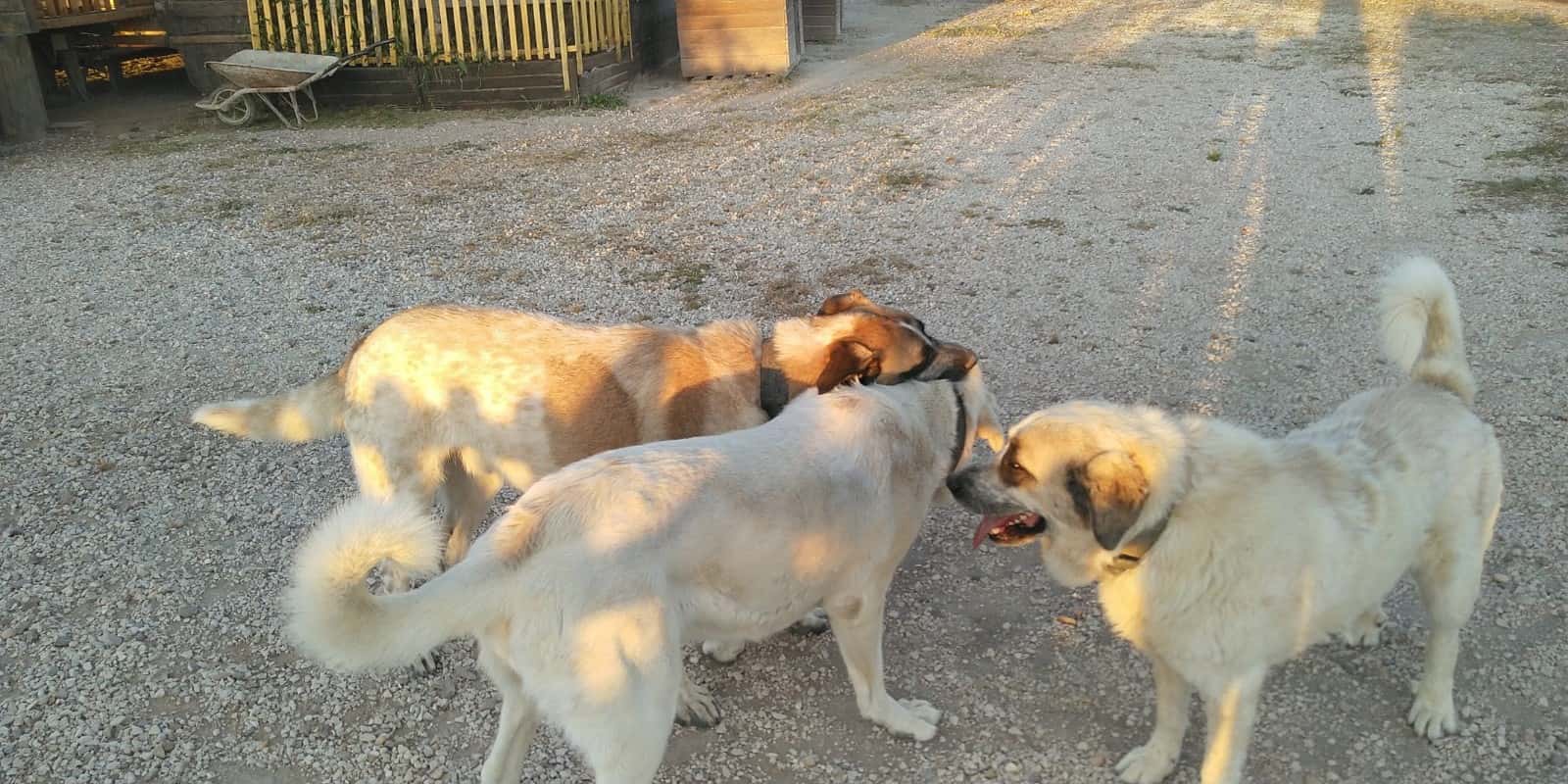 El Nahual Veterinaria Holística