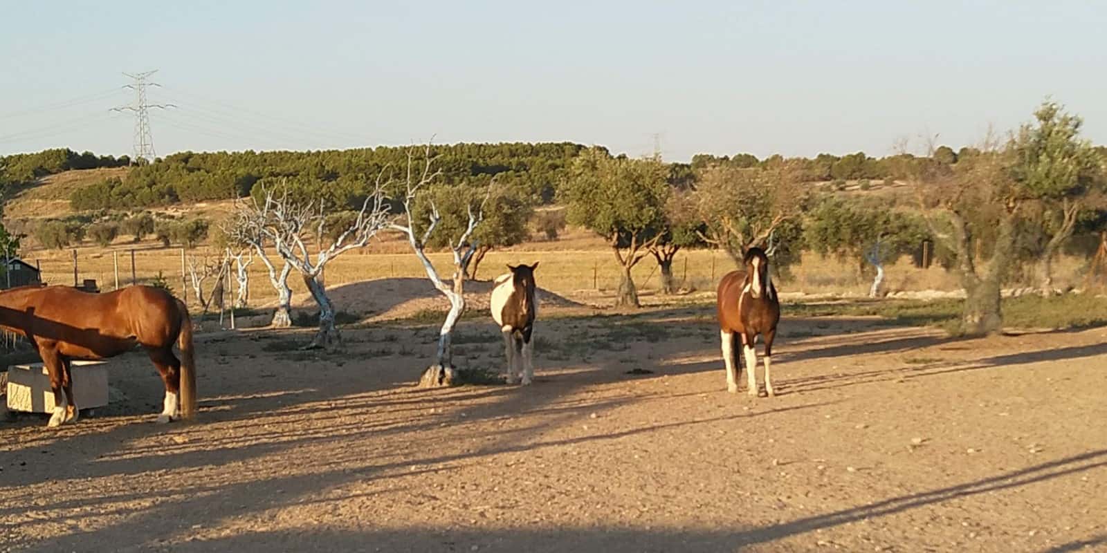 El Nahual Veterinaria Holística
