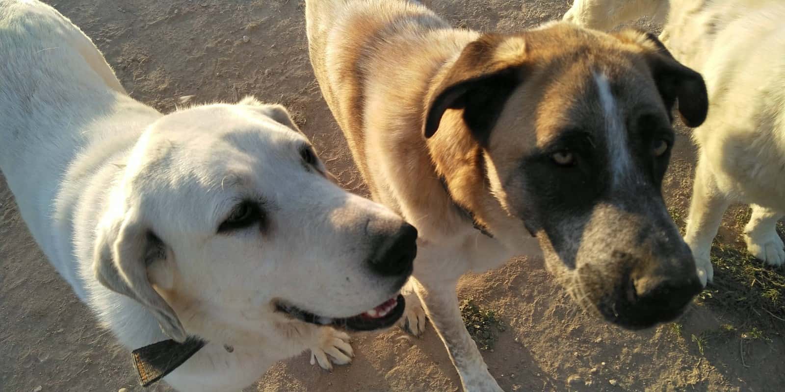 El Nahual Veterinaria Holística