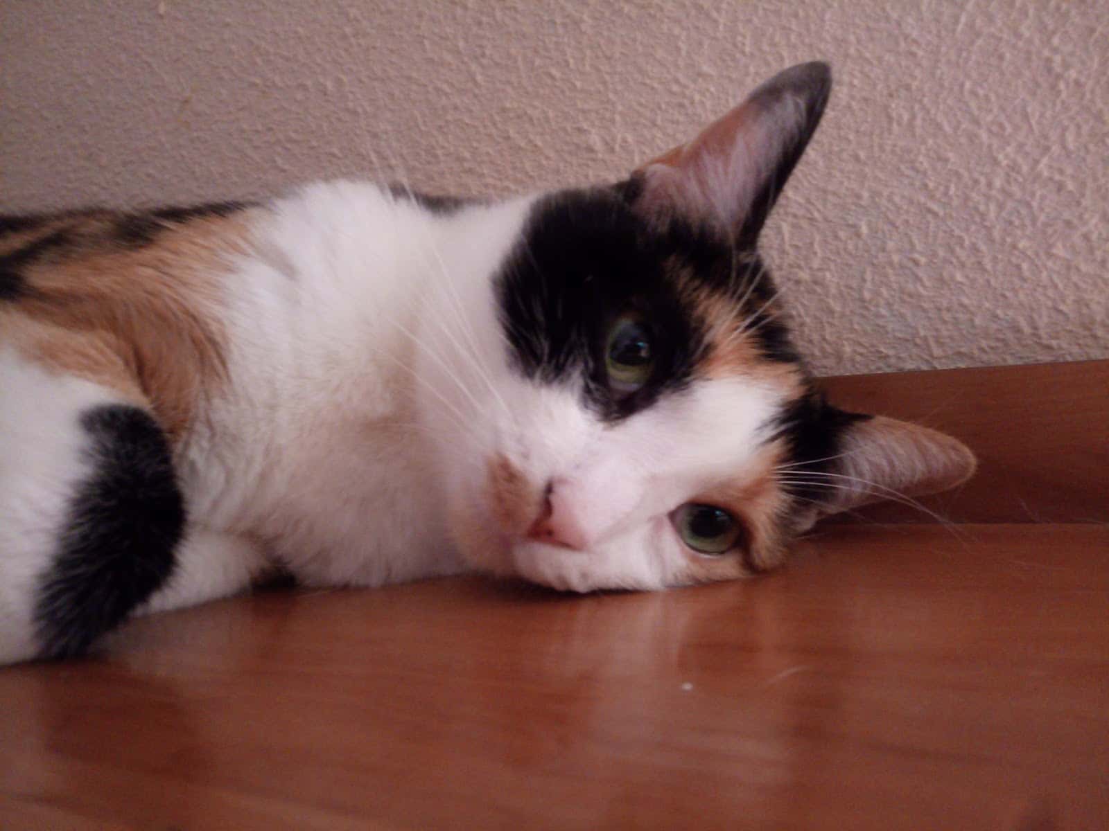 Clínica Veterinaria El Quiñón
