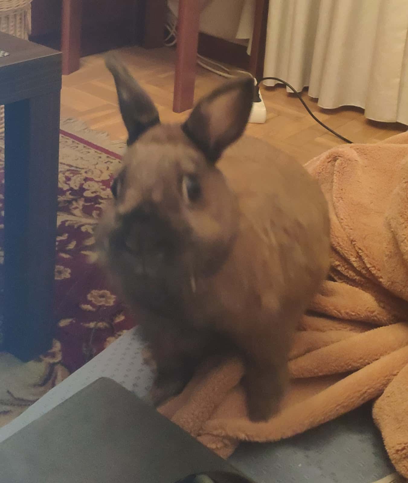 Clínica Veterinaria El Quiñón