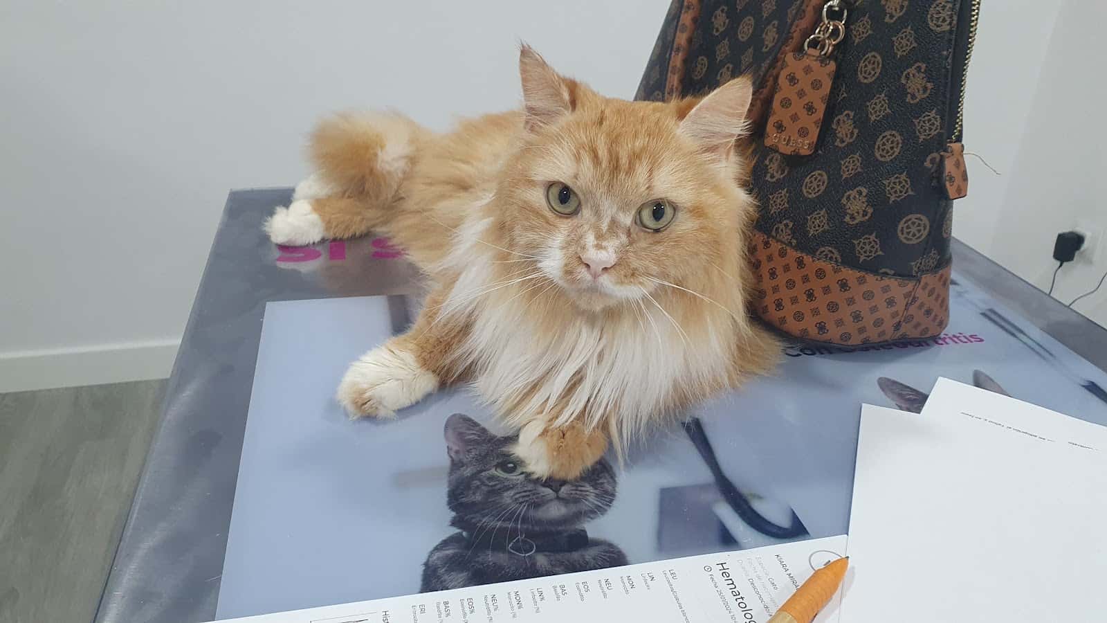 Centro Veterinario Mimos