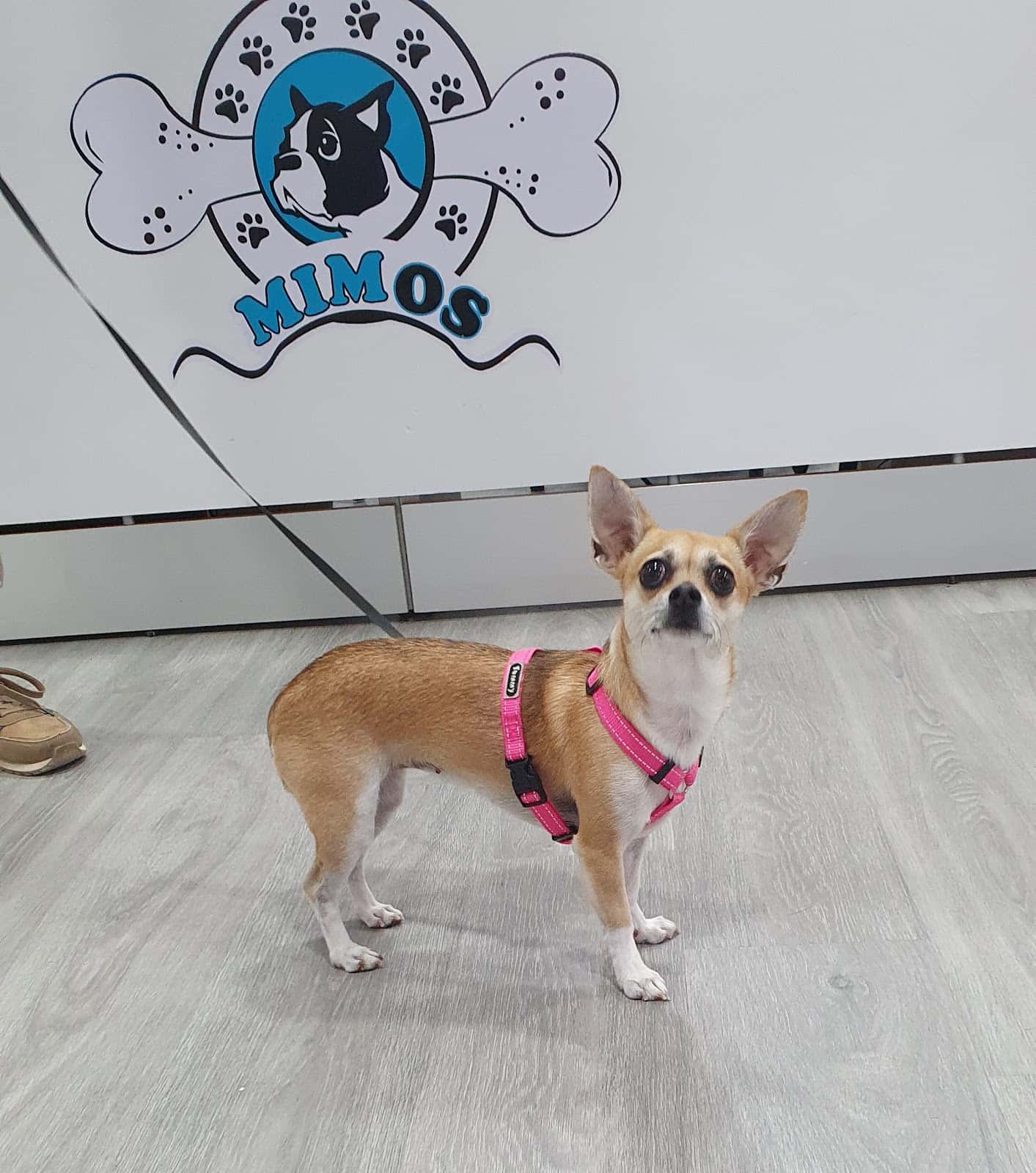 Centro Veterinario Mimos