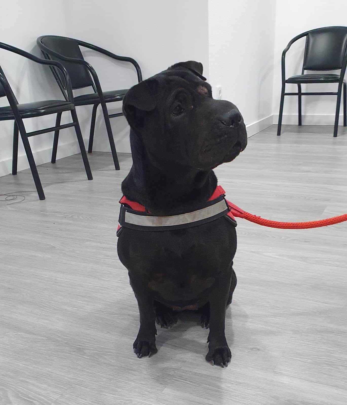 Centro Veterinario Mimos