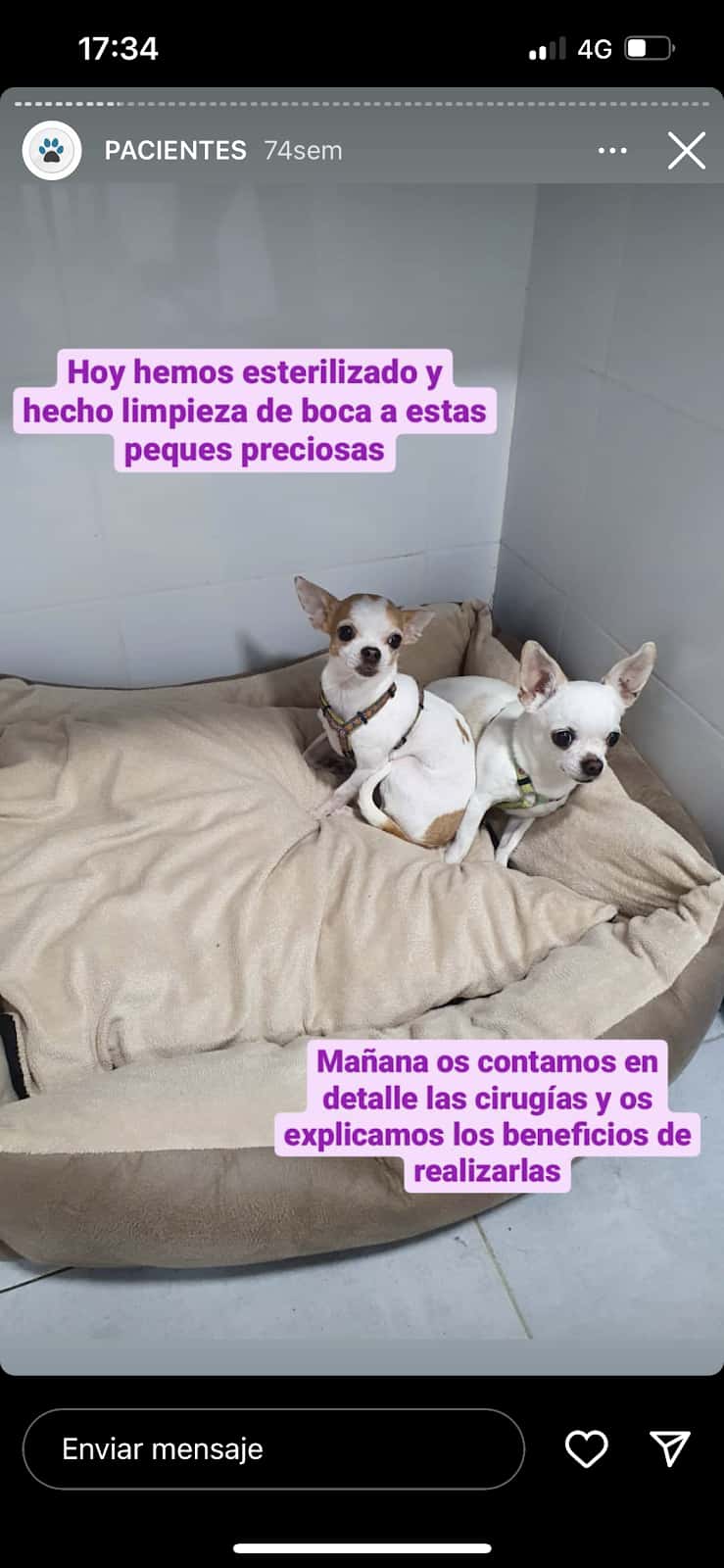AM Veterinarias a Domicilio