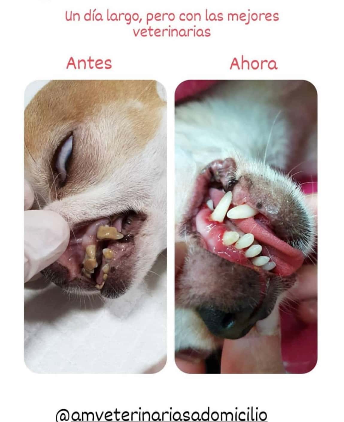 AM Veterinarias a Domicilio
