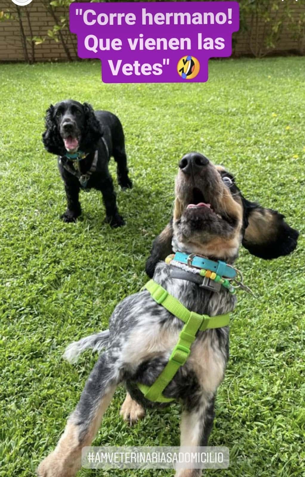am veterinarias a domicilio veterinario a domicilio en sesena en toledo principalImage ADOPTA Sitios Pet Friendly