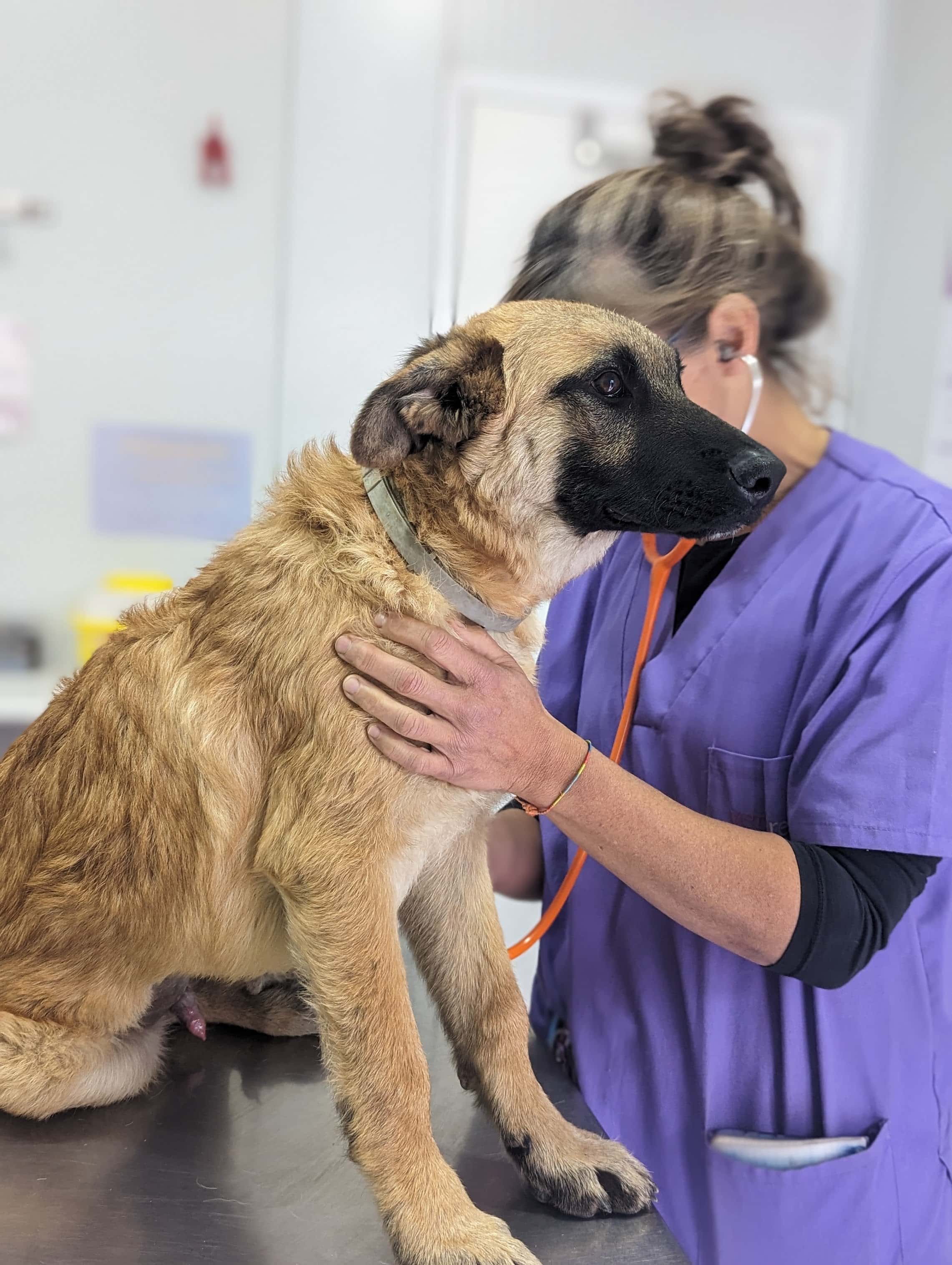 hospital veterinario veterinarea villalba veterinario hospital en alpedrete en madrid principalImage ADOPTA Sitios Pet Friendly