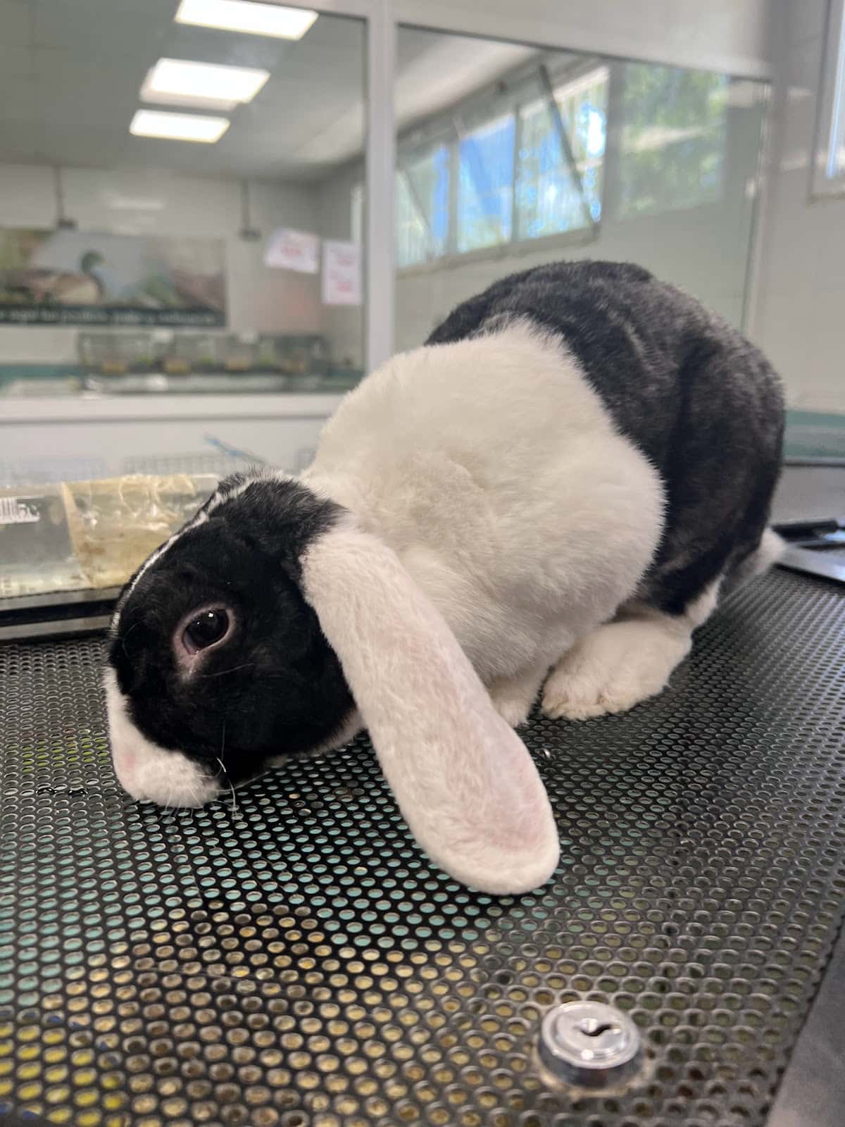 Veterinaria Petiberia